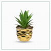 Small Potted Plant