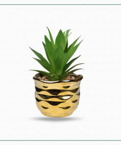 Small Potted Plant